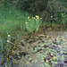 irises in the big pond