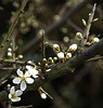 blackthorn blossom