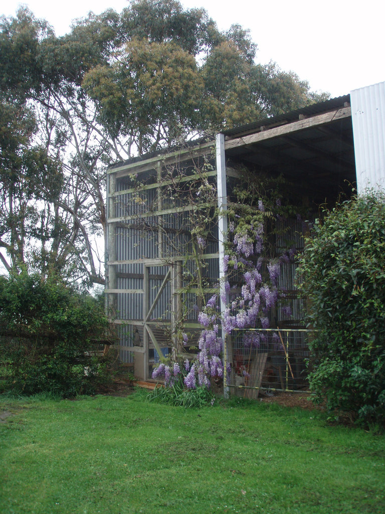 chookhouse wisteria