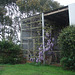 chookhouse wisteria