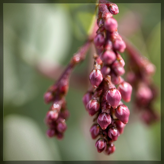 Manzanita Buds: The 14th Flower of Spring!