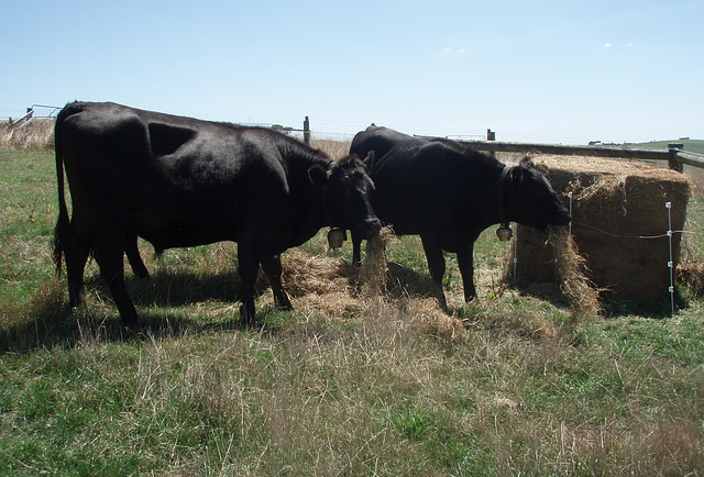 our steers and their first silage