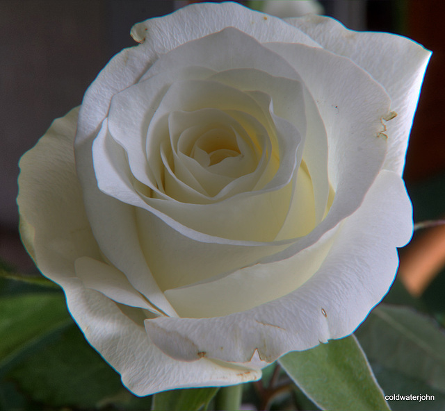White Rose, imperfections and all...