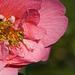 camellia pollen