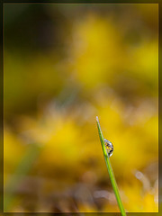 Droplet on Grass with Moss Refraction