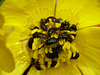 Beetles in a Buttercup