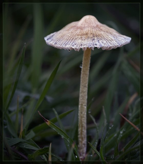 Asian Tourist Mushroom Wearing a Traditional Conical Hat!