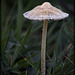 Asian Tourist Mushroom Wearing a Traditional Conical Hat!