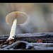 Gills of a Mushroom