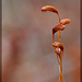 A Quintet of Cobras: Dried Moss Sporophytes