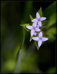 Tiny Bluet: The 59th Flower of Spring & Summer!