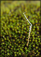 Redstem Storksbill Seed Atop A Bed of Moss
