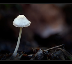 Glowing, Ghostly Mushroom