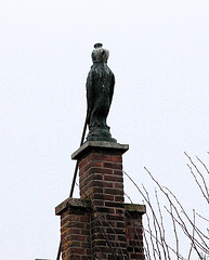 Things on Rooftops: nr. 15 The Falcon
