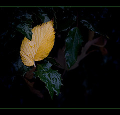 Droplet-Covered Leaf