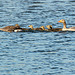 Greylag Geese Family