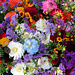 Portland images: flowers at the farmer's market