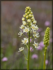 Death Camas: the 61st Flower of Spring & Summer!