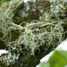 usnea articulata lichen