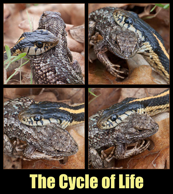 Cycle of Life: Garter Snake vs. Bluebelly Lizard