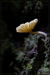Glowing Mushroom [Flickr Explore #8]