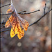 Backlit Oak Leaf Caught on a Twig