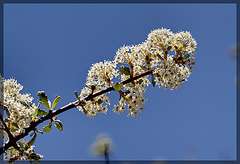 Buckbrush: The 57th Flower of Spring & Summer!