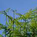 Ferns and a blue sky