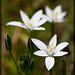 Star of Bethlehem Lily: The 52nd Flower of Spring!