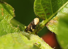 Patio Life: Common Froghopper