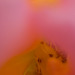 rosy blur