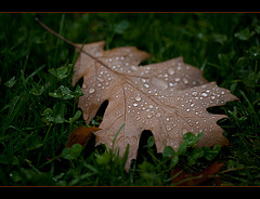 Autumn Leaf in the Grass