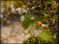 The Tiniest Mushroom [EXPLORE] #7!!! TYVM!!