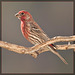 House Finch Dressed for Romance!