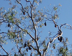flying foxes at Yarra Bend