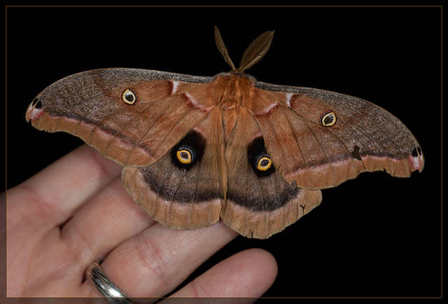 Our Own Mothra, the Giant Silkworm Moth!