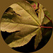 acer leaf