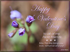 Happy Valentine's Day to all of my Flickr Friends!