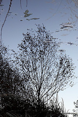 Reflections on the surface (inverted) 5145792661 o
