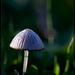 Enchanting Mushroom