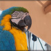 Blue & Gold Macaw (2 more pix above in notes)