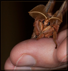 Our Friend, The Silkworm Moth