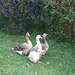 our new geese