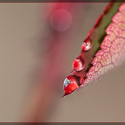 String of Water Pearls on a Rose Leaf [EXPLORE] #5!! TYVM!