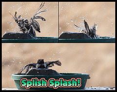 Splish Splash, Chickadee in the Bath!