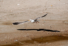 Low-flying gull