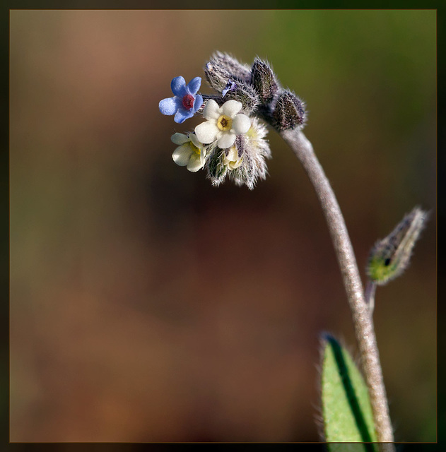 Changing Forget-Me-Not: The 53rd Flower of Spring!