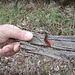 red spotty caterpillar