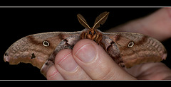 Giant Silkworm Moth Front View