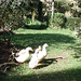 ducks in the garden